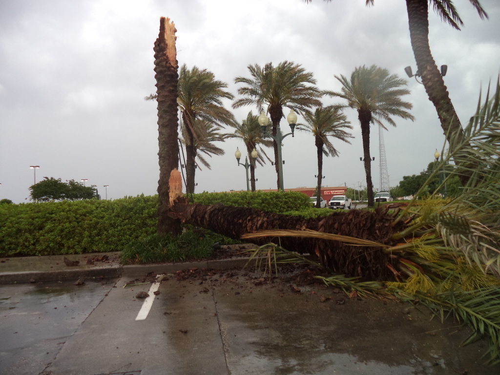 The  storm that pass thru Baton Rouge split a palm tree in half.